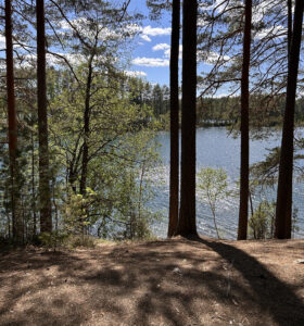 Puita, joiden takaa näkyy järvi auringon paistaessa.